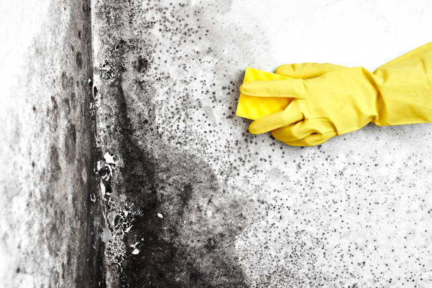 Professional Mold Removal in Tuscola, IL