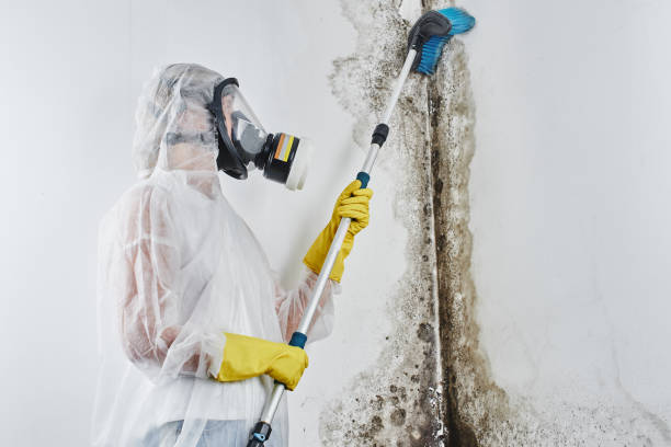 Best Affordable Mold Removal  in Tuscola, IL