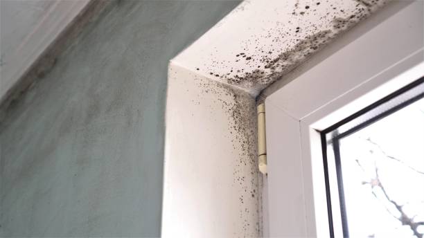 Best Mold Cleaning Services  in Tuscola, IL