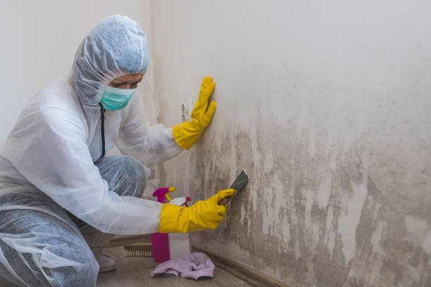 Best Mold Remediation Services  in Tuscola, IL