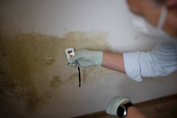 Best Certified Mold Removal  in Tuscola, IL