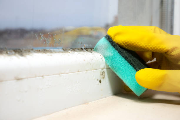 Best Mold Testing  in Tuscola, IL