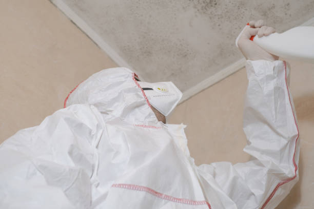 Best Local Mold Removal Service  in Tuscola, IL