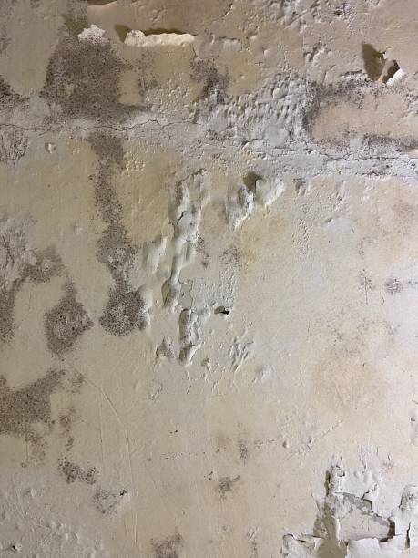 Best Black Mold Removal  in Tuscola, IL