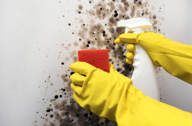 Best Attic Mold Removal  in Tuscola, IL