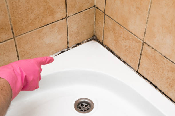 Best Emergency Mold Removal  in Tuscola, IL